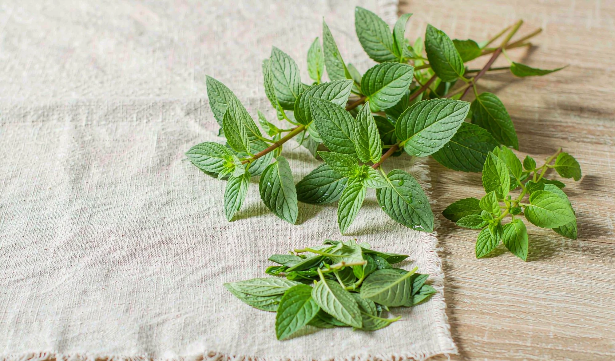 Fresh botanical leaves — herbal pouch ingredients